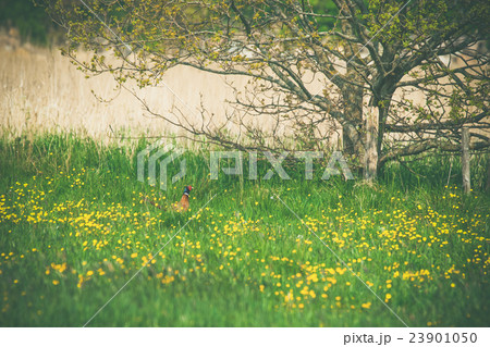 Pheasant on a meadow in the summer 23901050