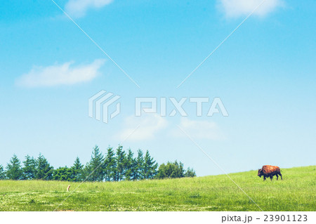 Buffalo on a green meadow 23901123