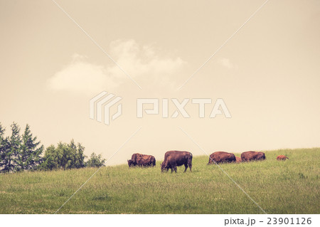 Buffalo herd on a green meadow 23901126