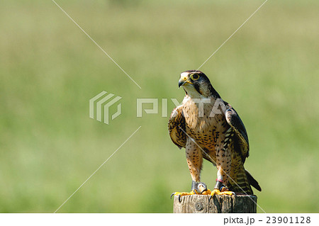 Small falcon on a wooden log 23901128