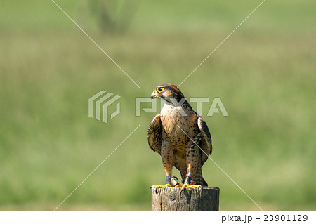 Kestrel sitting on a wooden pole 23901129