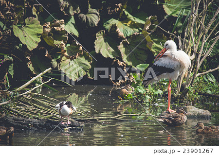 Stork and ducks in a pond Stork and ducks in a pond 23901267