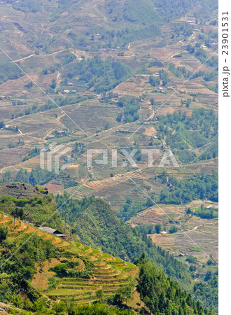 Rice terraced field in Sapa, Vietnam 23901531