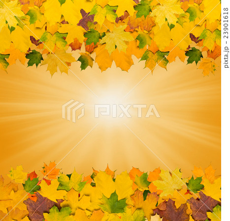 autumn background with leaves autumn background with leaves 23901618