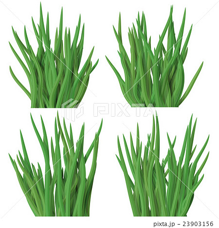 Set of grass tussock isolated on white background Set of grass tussock isolated on white background 23903156