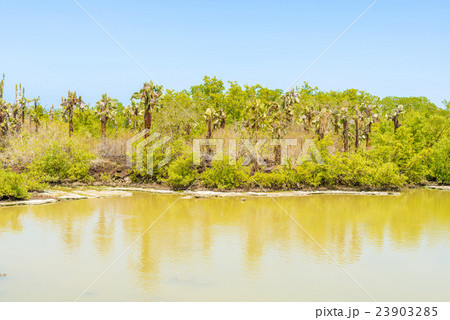 Cactus trees on Santa Cruz island in Galapagos 23903285