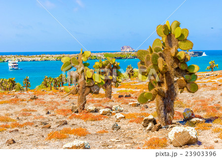 Cactus trees in Galapagos islands 23903396