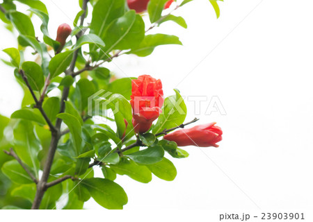 ザクロの蕾 23903901