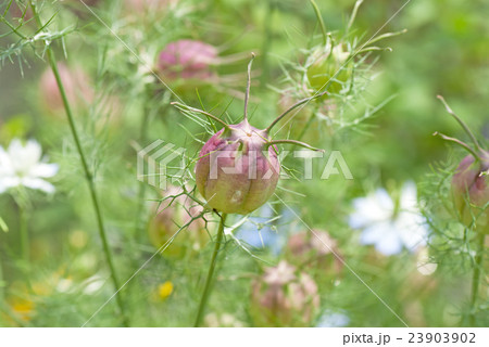 ニゲラ（クロタネソウ）の実 23903902