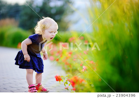 Toddler girl smelling red flowers 23904396