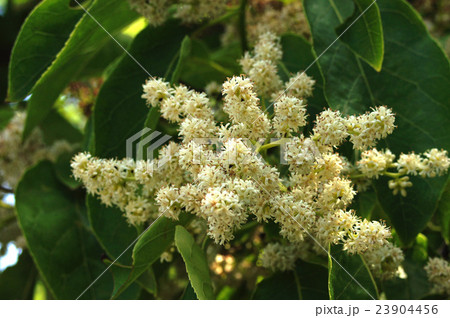チシャノキ 23904456