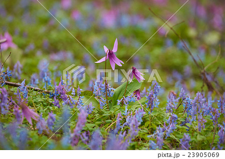 エゾエンゴサクの中に咲くカタクリ 23905069