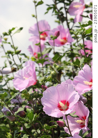 ムクゲ ムクゲ 23905071