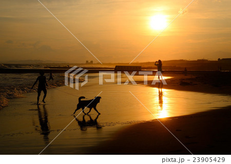 犬がはしゃぐ夕暮れの湘南海岸の写真素材