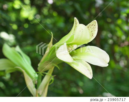 ウバユリ 23905717