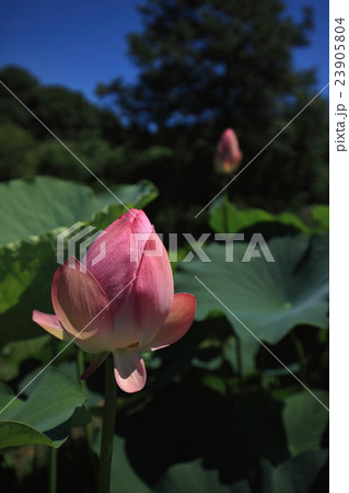 自然　植物　ハス、食用、薬用、観賞用と三拍子そろっている上、お釈迦さまも花の上にお座りになっています 23905804