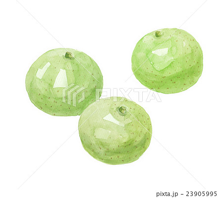 二十世紀梨 23905995