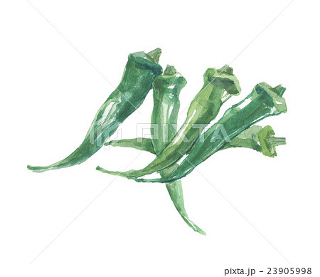 万願寺唐辛子 23905998