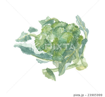 ブロッコリー 23905999