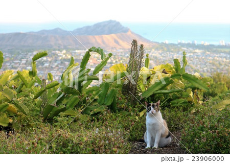 ダイヤモンドヘッド猫 23906000