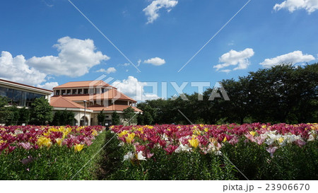 深谷グリーンパークのゆり 23906670