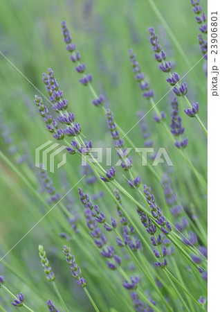 グロッソ 23906801