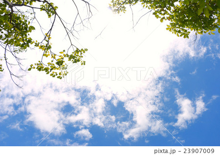 Sky and treetop background under the  afternoon 23907009