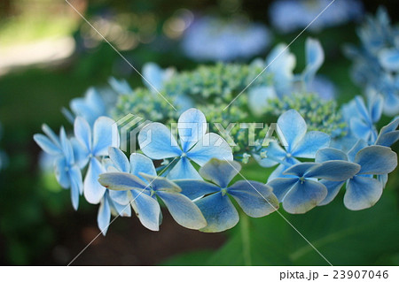 紫陽花　ロッジ舞洲 23907046