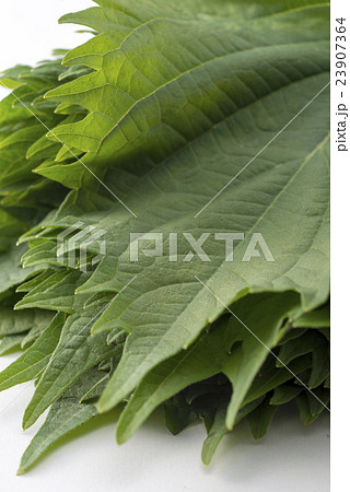 大葉 23907364