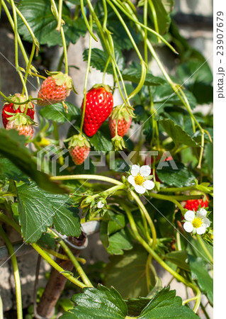 いちご狩り　ハウス 23907679