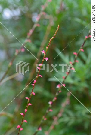 ミズヒキ(水引) ミズヒキ(水引) 23907680