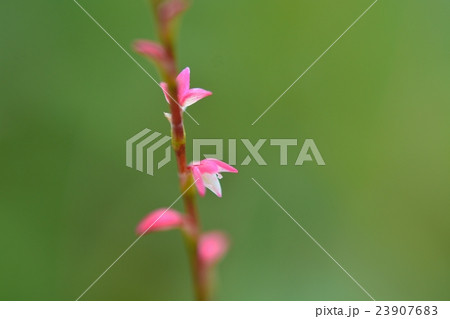 ミズヒキ(水引) ミズヒキ(水引) 23907683