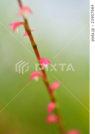 ミズヒキ(水引) ミズヒキ(水引) 23907684