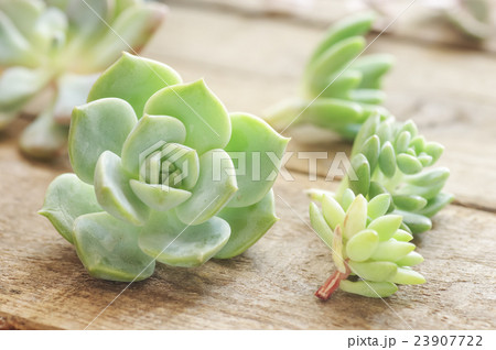 多肉植物 23907722