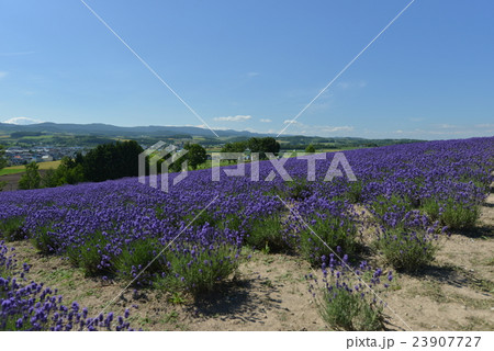 ラベンダー園 23907727
