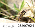 シオヤアブ 23907924