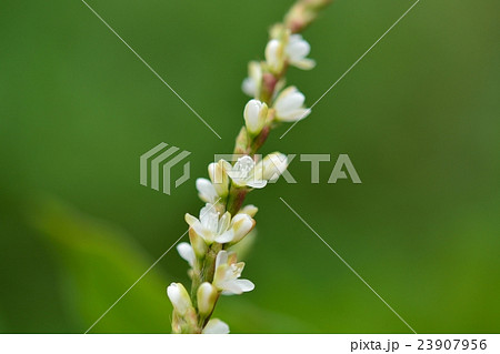 藍の花 藍の花 23907956