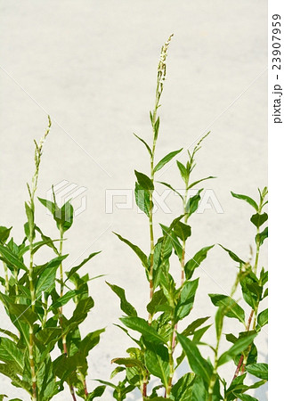 藍の花 藍の花 23907959