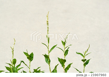 藍の花 藍の花 23907960