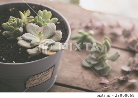 多肉植物 23908069
