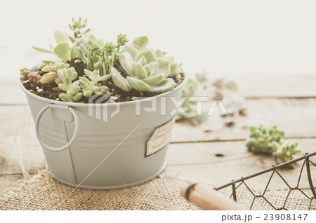 多肉植物の寄植え 23908147