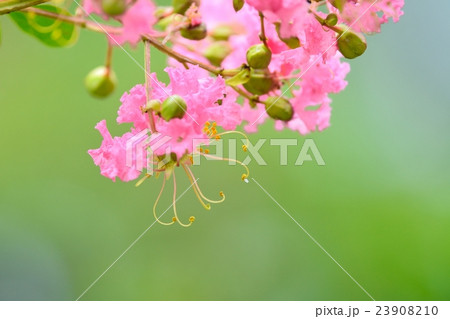 サルスベリの花 23908210