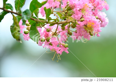 サルスベリの花 23908211