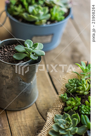多肉植物の寄植え 多肉植物の寄植え 23908264
