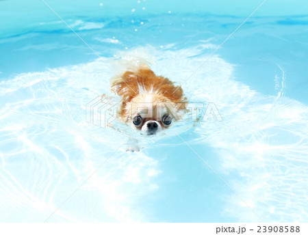 プール遊びチワワ 23908588