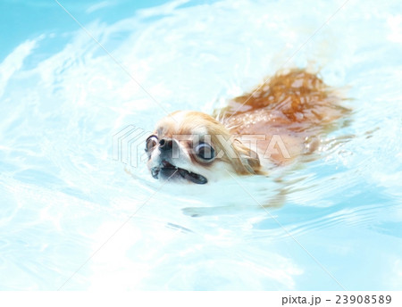 プール遊びチワワ プール遊びチワワ 23908589