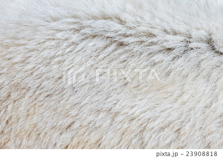 Close-up of a polarbear 23908818
