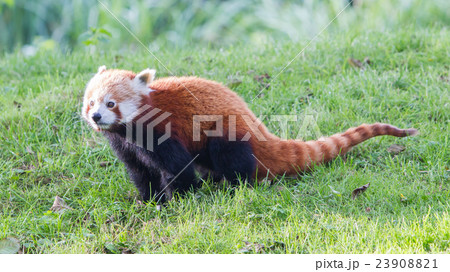 The Red Panda Firefox Or Lesser Pandaの写真素材