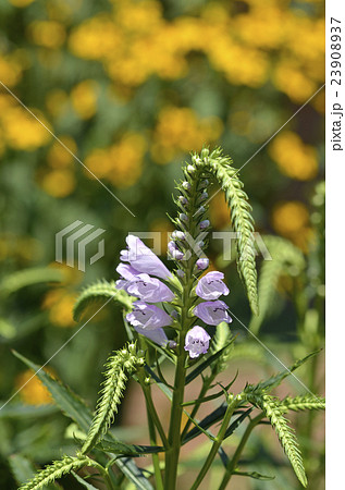 ハナトラノオ(花虎の尾) ハナトラノオ(花虎の尾) 23908937