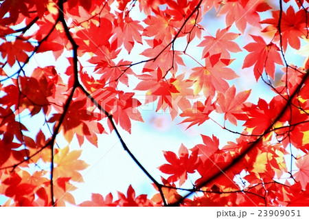 鮮やかな紅葉 鮮やかな紅葉 23909051